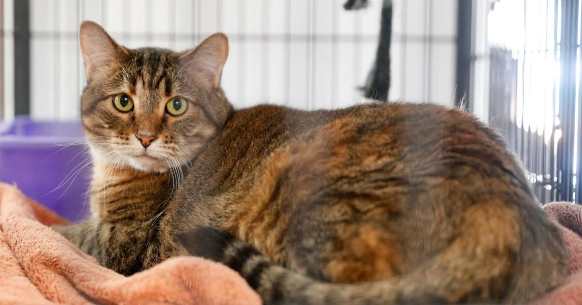 Davenport considers new stray cat management program