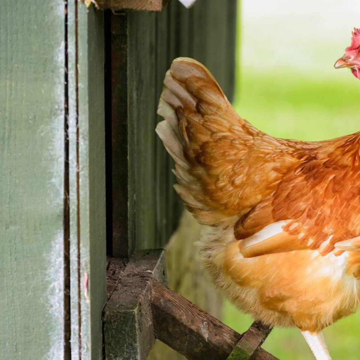 IE Explains: What does a housing order for poultry mean?