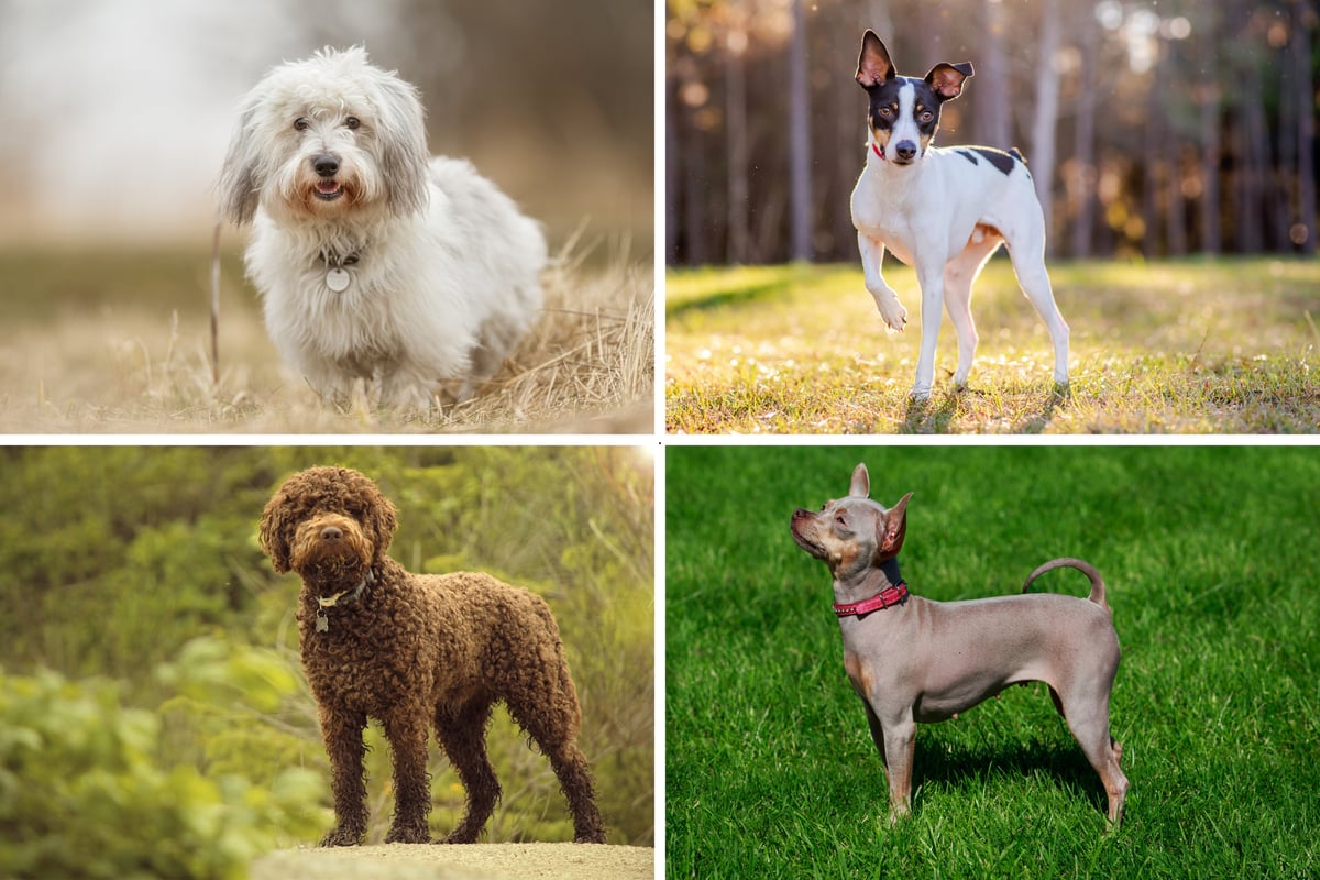 Least Popular Dogs 2025: There are the 10 breeds of least loved dog that have the fewest fans - according to YouGov polling