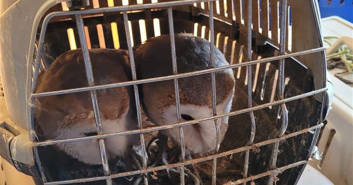 Scottish SPCA reacts to cruel Renfrewshire man's sentencing after vets 'brought to tears'