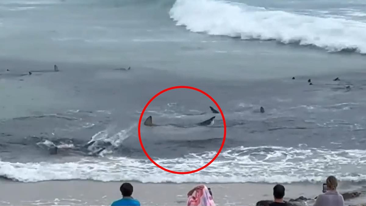 Dozens of sharks in feeding frenzy at popular surf break at Snapper Rocks