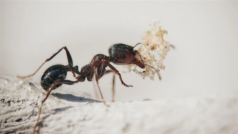 What Is Myrmecophobia? Know All About the Phobia of Ants as Telangana Woman Dies by Suicide