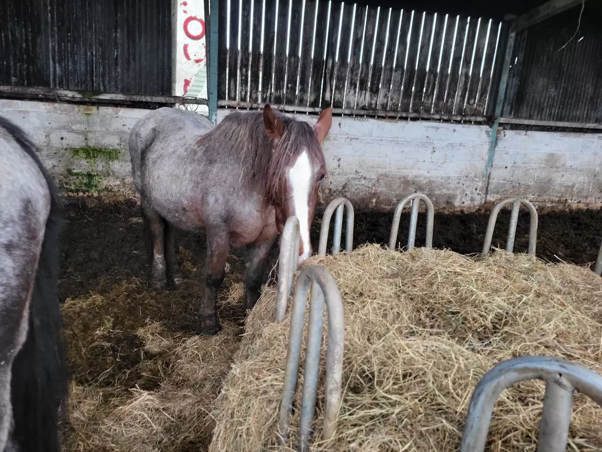 Six horses had to be put down after being found in 'dreadful' conditions