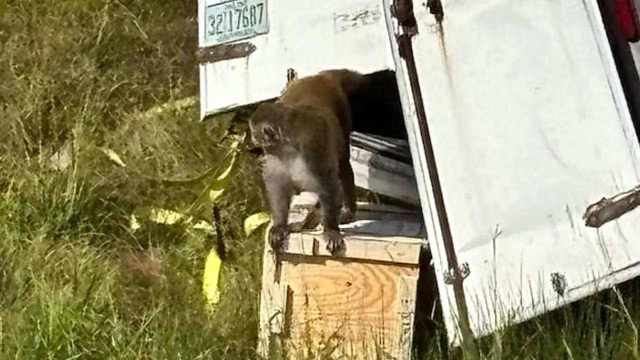 Truckload of 'aggressive' research monkeys escape after truck crash in Mississippi; 1 still on the loose