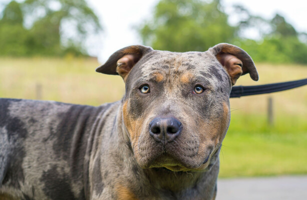 Two people arrested after an XL Bully killed a nine-month-old boy in Wales