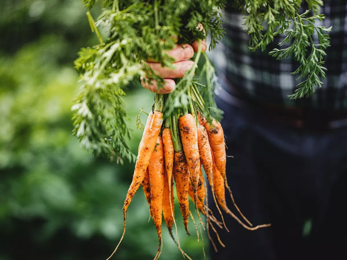 Scientist's agonising death after strange carrot experiment went disastrously wrong
