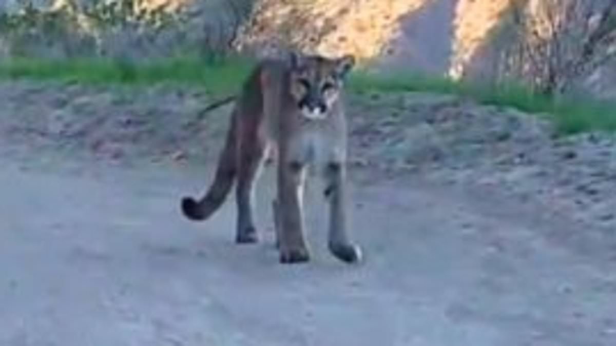 Terrified mountain bikers shriek 'Bring your angels to surround us, Lord' while being stalked by MOUNTAIN LION