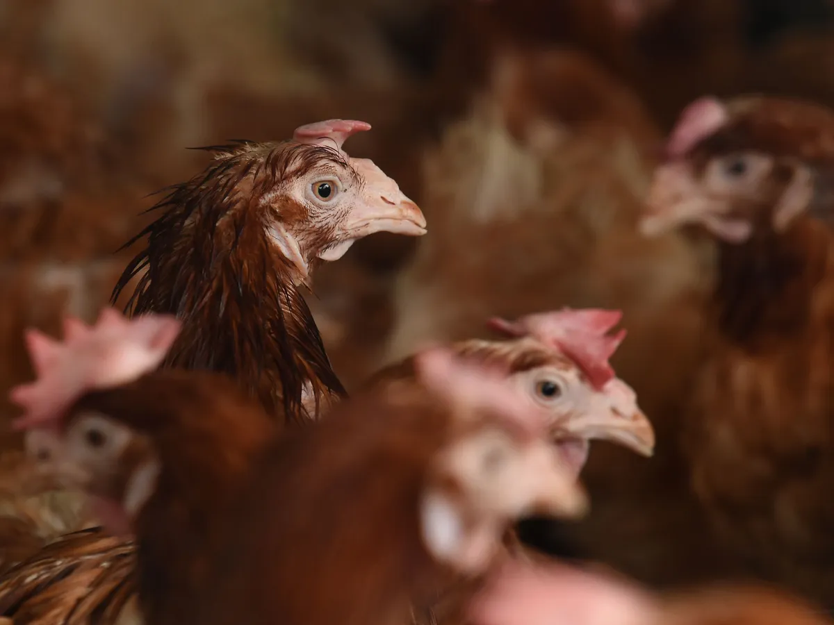 Bird flu warnings prompt fears for Christmas dinner turkey shortage as farmers told to ‘prepare for the worst’