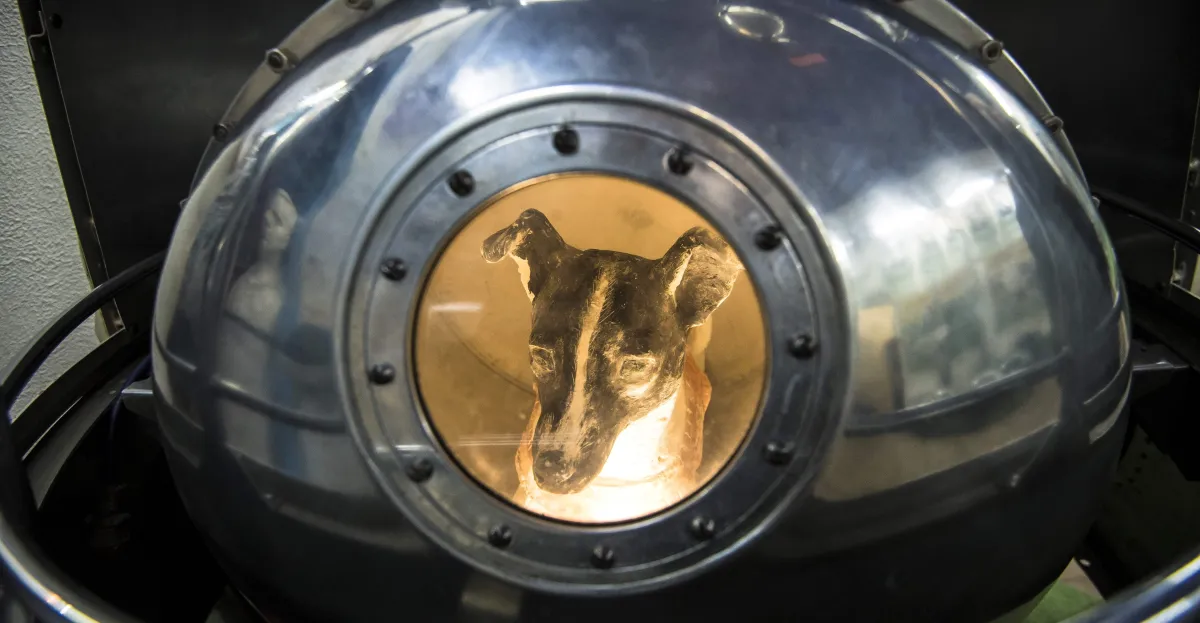 The tragedy of Laika, the first animal to orbit the earth