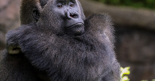 Dallas Zoo mourns death of Zola, cherished gorilla known for breakdancing and love of Whitney Houston