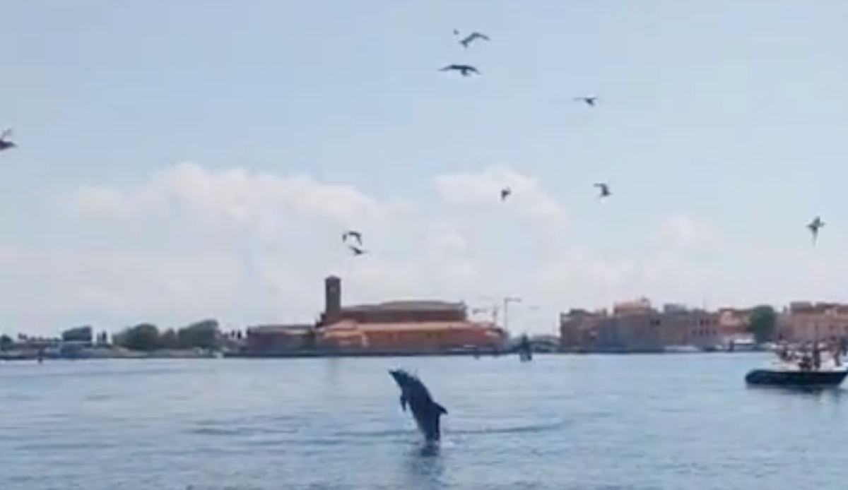 Venice’s famous dolphin could be removed from lagoon due to tourist boat risk