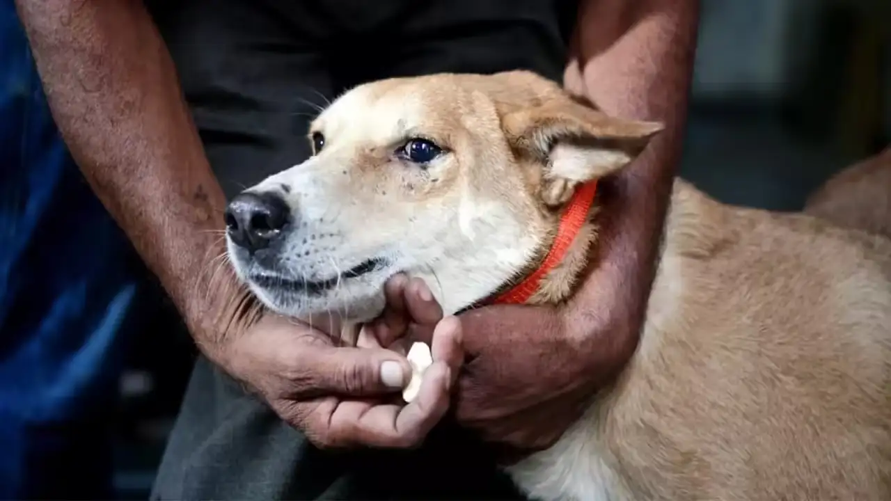 Remove strays from hospitals, schools, bus & train stations: Supreme Court