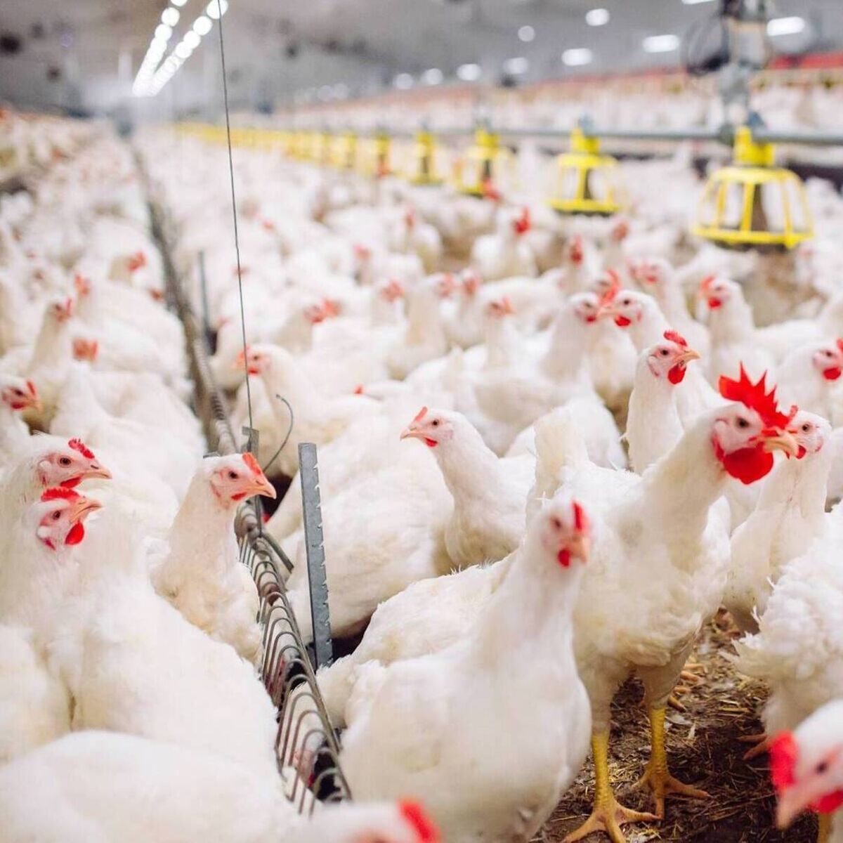 Bird owners encouraged to house their birds immediately