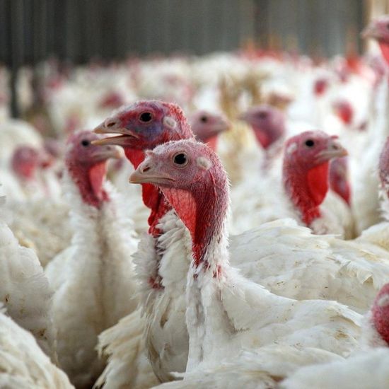 Compulsory housing order for poultry and captive birds issued to combat bird flu spread