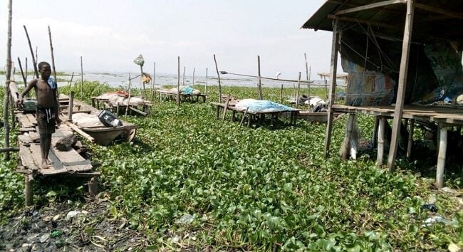After Lagos, Agency Targets Bayelsa, Niger, Others For Clearance Of Water Hyacinth