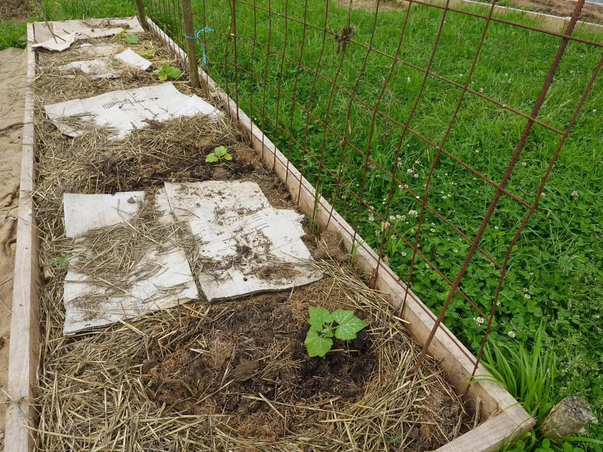 Gardeners urged to put cardboard on soil before winter arrives