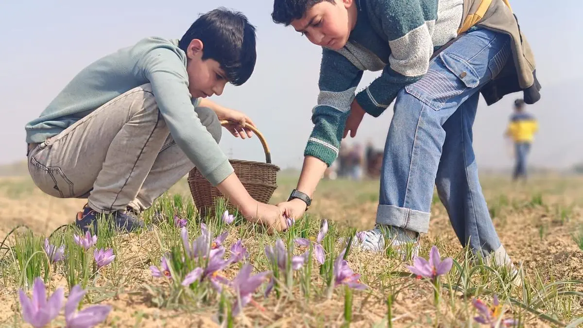 In Kashmir’s saffron fields, flowers bloom but yields fall