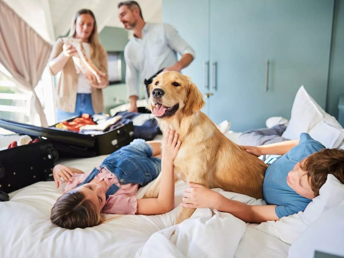 Five family-friendly dog breeds that aren't just Labradors or golden retrievers