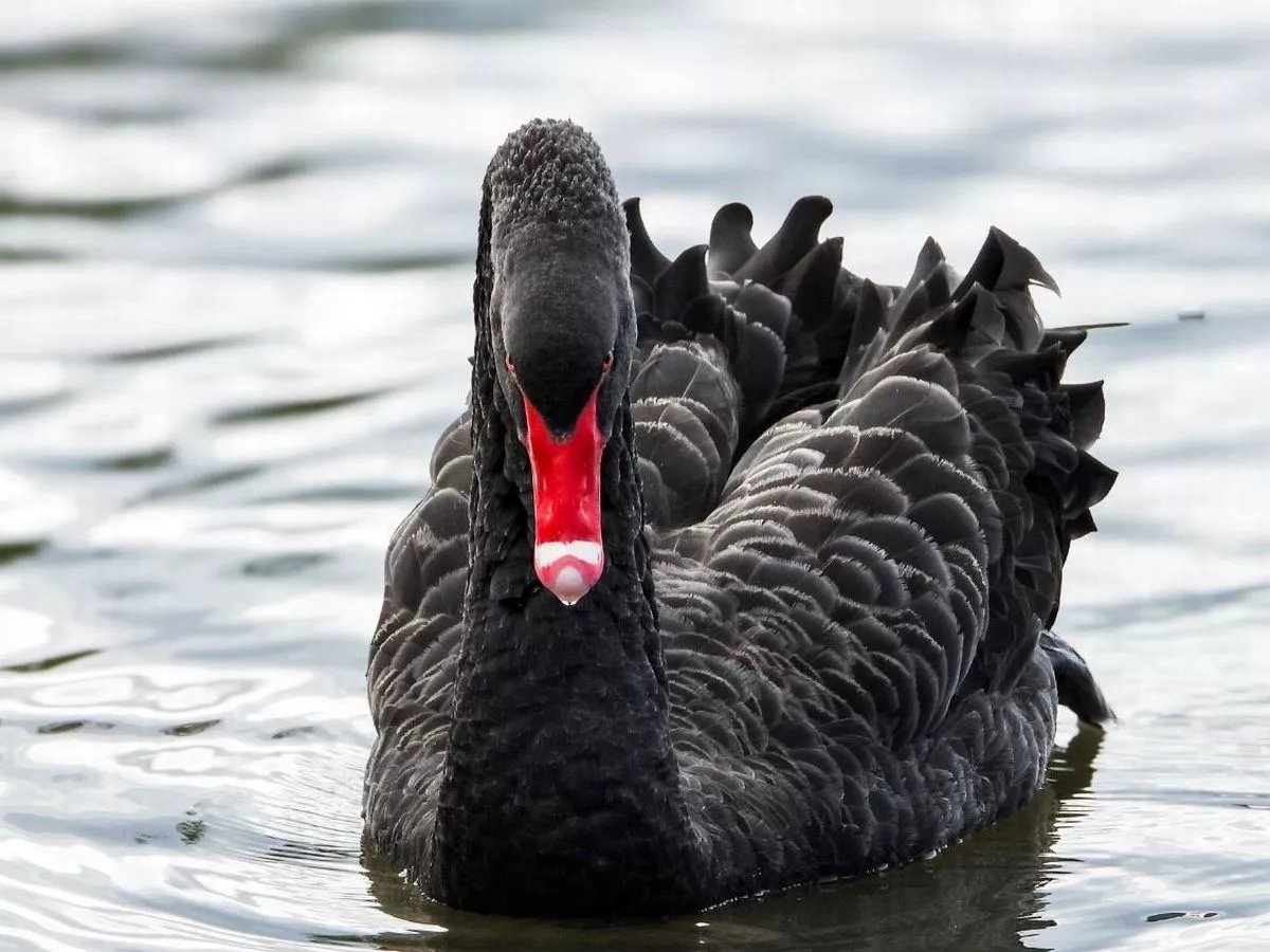 Fly far and free Fernando, it was a pleasure to have met you - residents devastated over death of Wigan's black swan