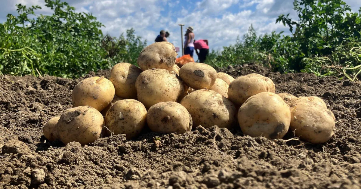 How Home Gardeners Make Their Autumn Harvest Last All Winter