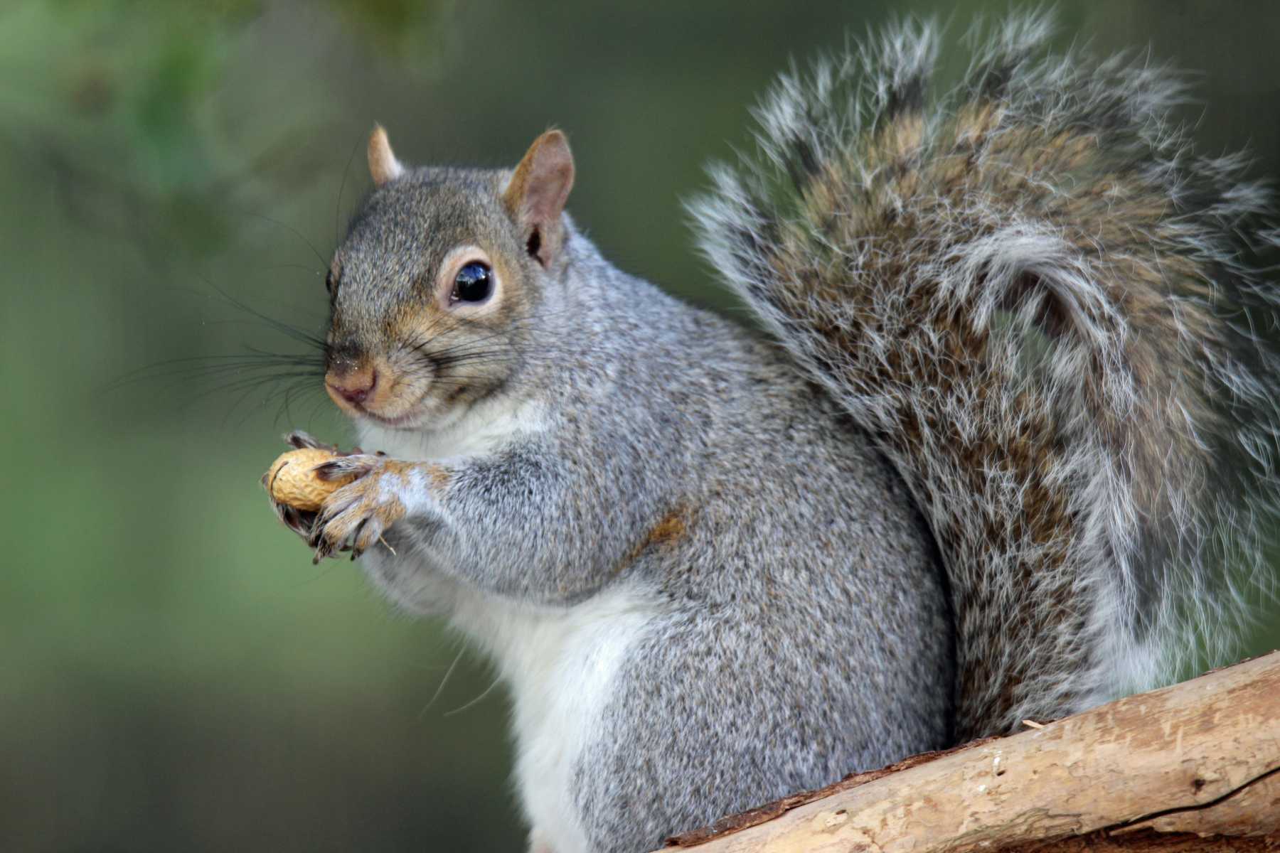 Why Squirrels Drive Us Absolutely Nuts