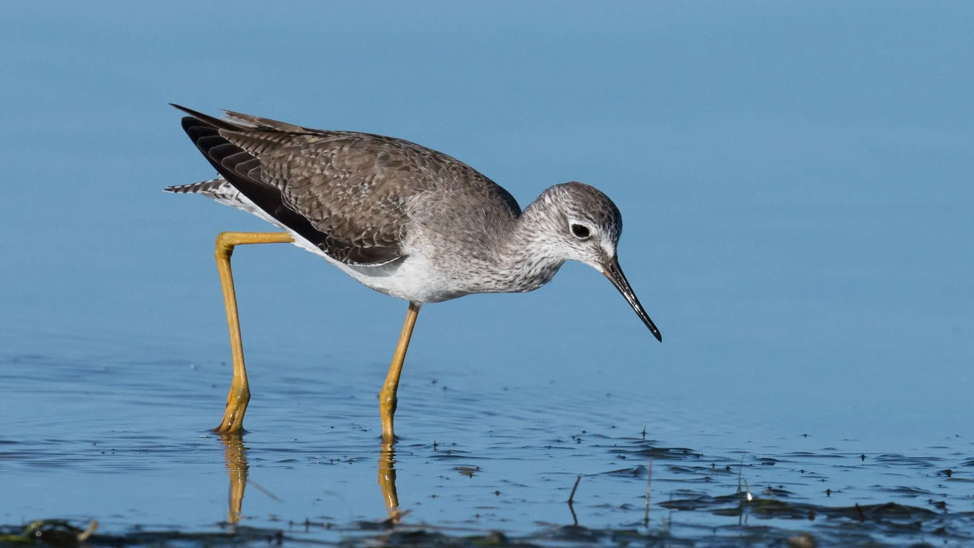 Humans can sense buried objects like shorebirds