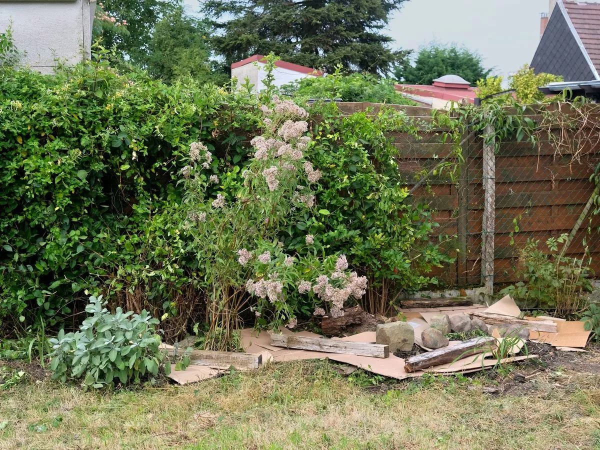 People urged to put cardboard in their gardens this November