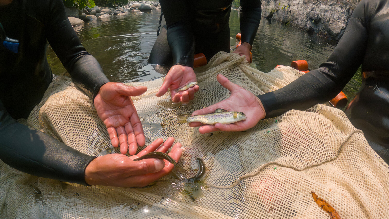 A River Restoration in Oregon Gets Fast Results: The Salmon Swam Right Back