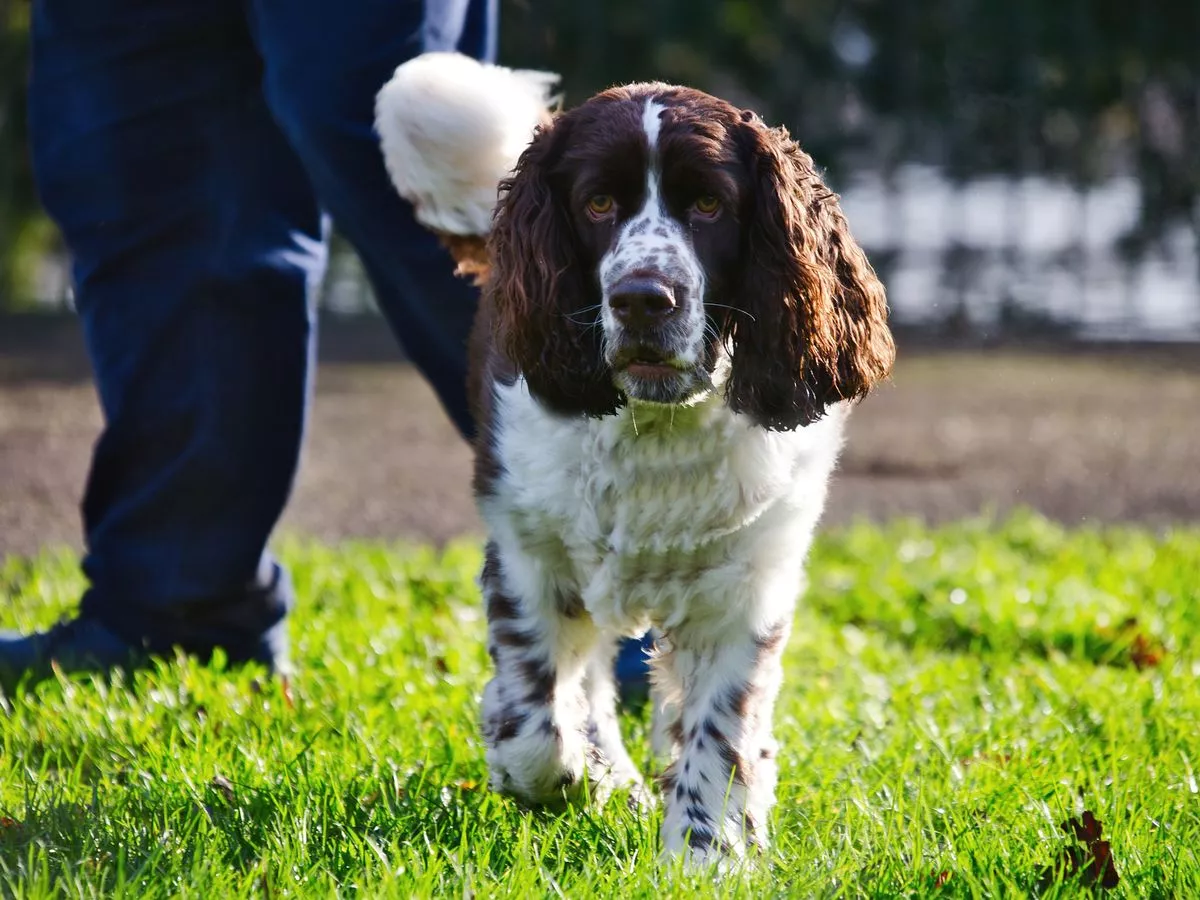 Dog owner issues stark warning after pet puppy rushed to intensive care after walk