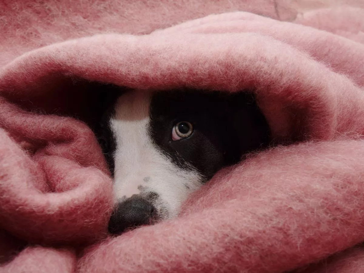 Pet owners urged to do four things now to prepare dogs for Bonfire Night fireworks