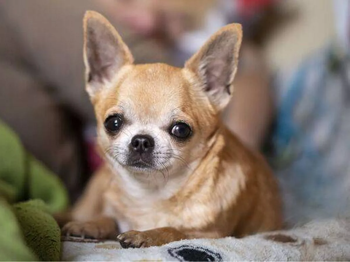 The 9 healthiest dog breeds that could lower your vet costs