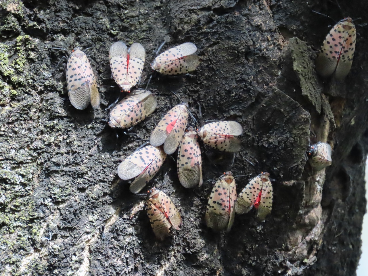 Michigan eyes quarantine as spotted lanternfly reaches Jackson
