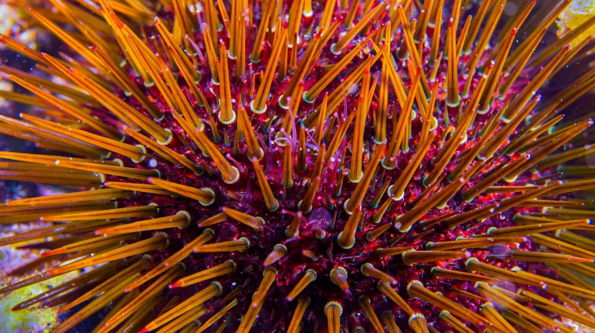 Scientists Discover Creature With ‘All-Body Brain’