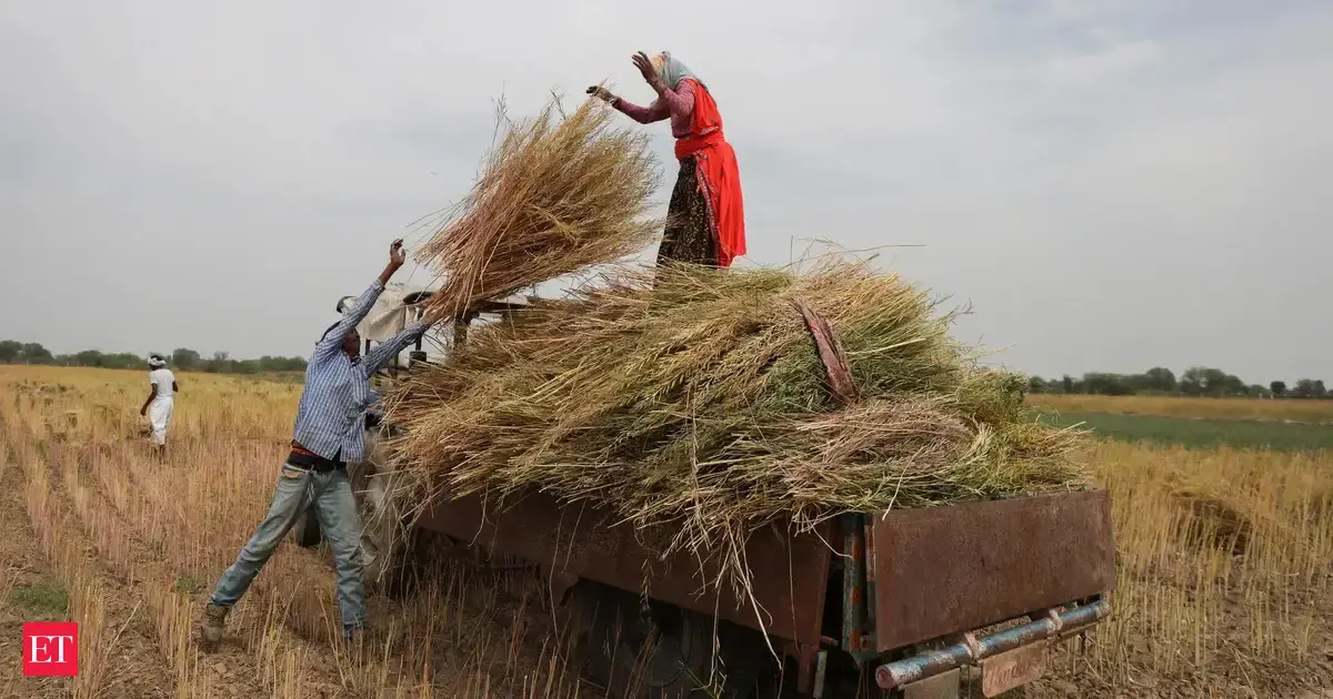 India rapeseed plantings to hit record highs due to favourable weather, Chinese demand
