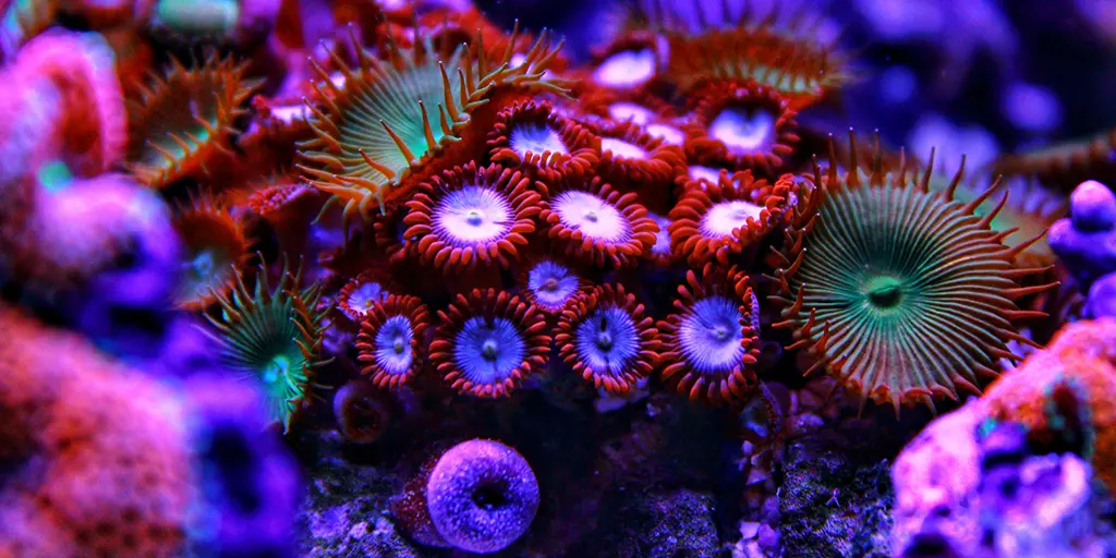 Fake News: The BBC Pushes Reef Scare Again