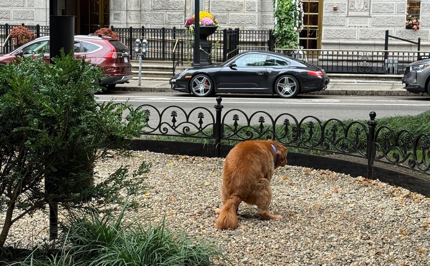 A new place for pets to do their business in the Financial District
