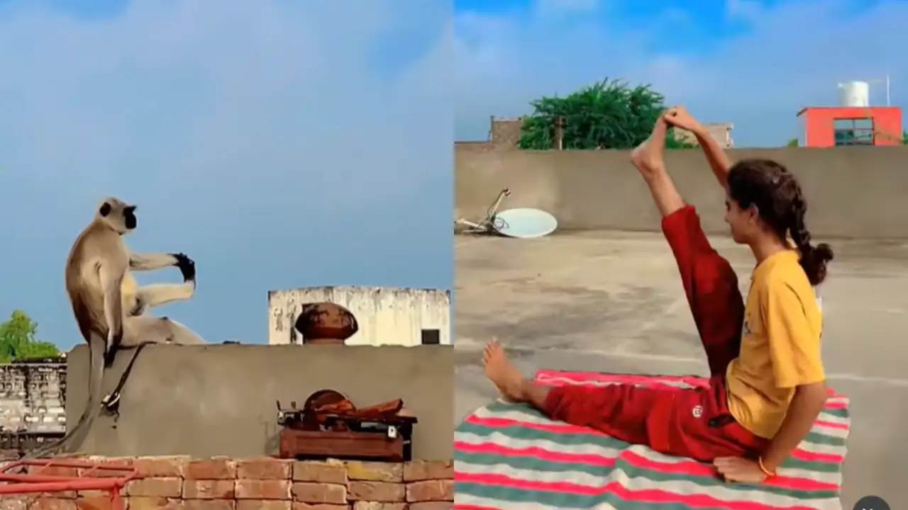 ‘He Too Is Health Conscious’: Adorable Video Of Langoor Copying Woman Doing Yoga Amuses Internet