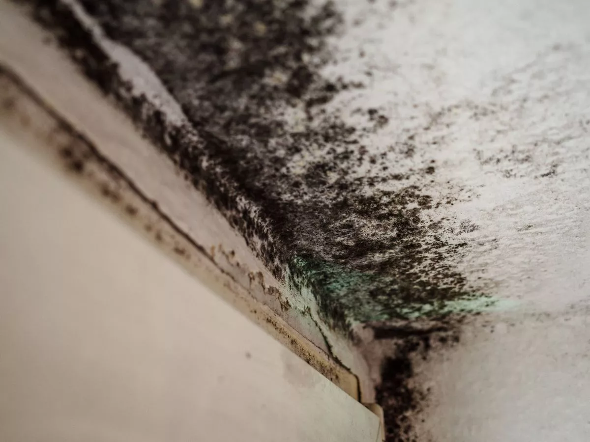 Mould will easily wipe away from walls if you ditch chemical sprays for natural item