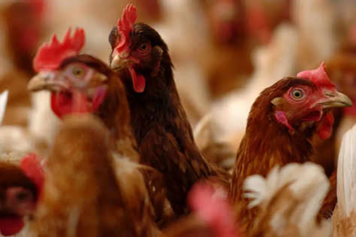 Staffordshire poultry owners told to keep birds inside to stop spread of avian flu