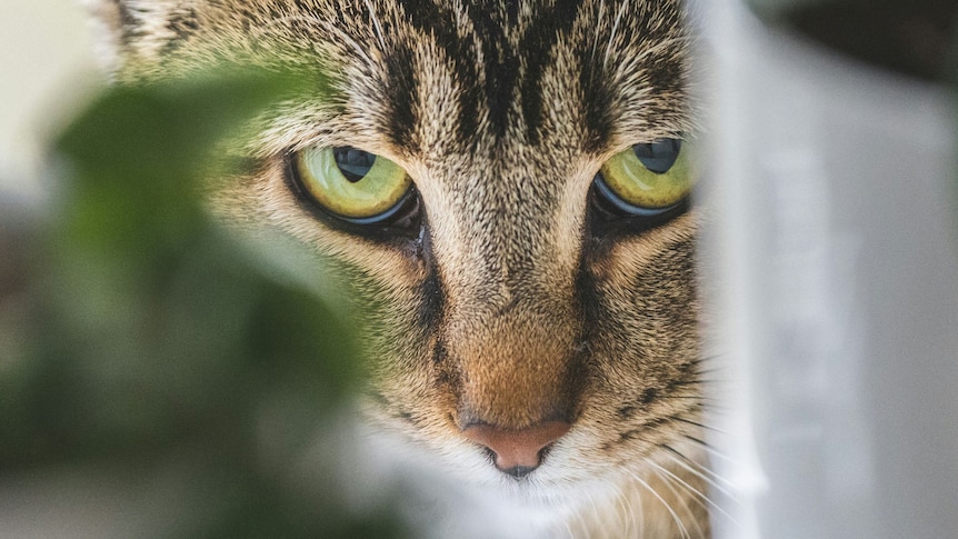 Revered and reviled, cats in the crosshairs on Christmas Island