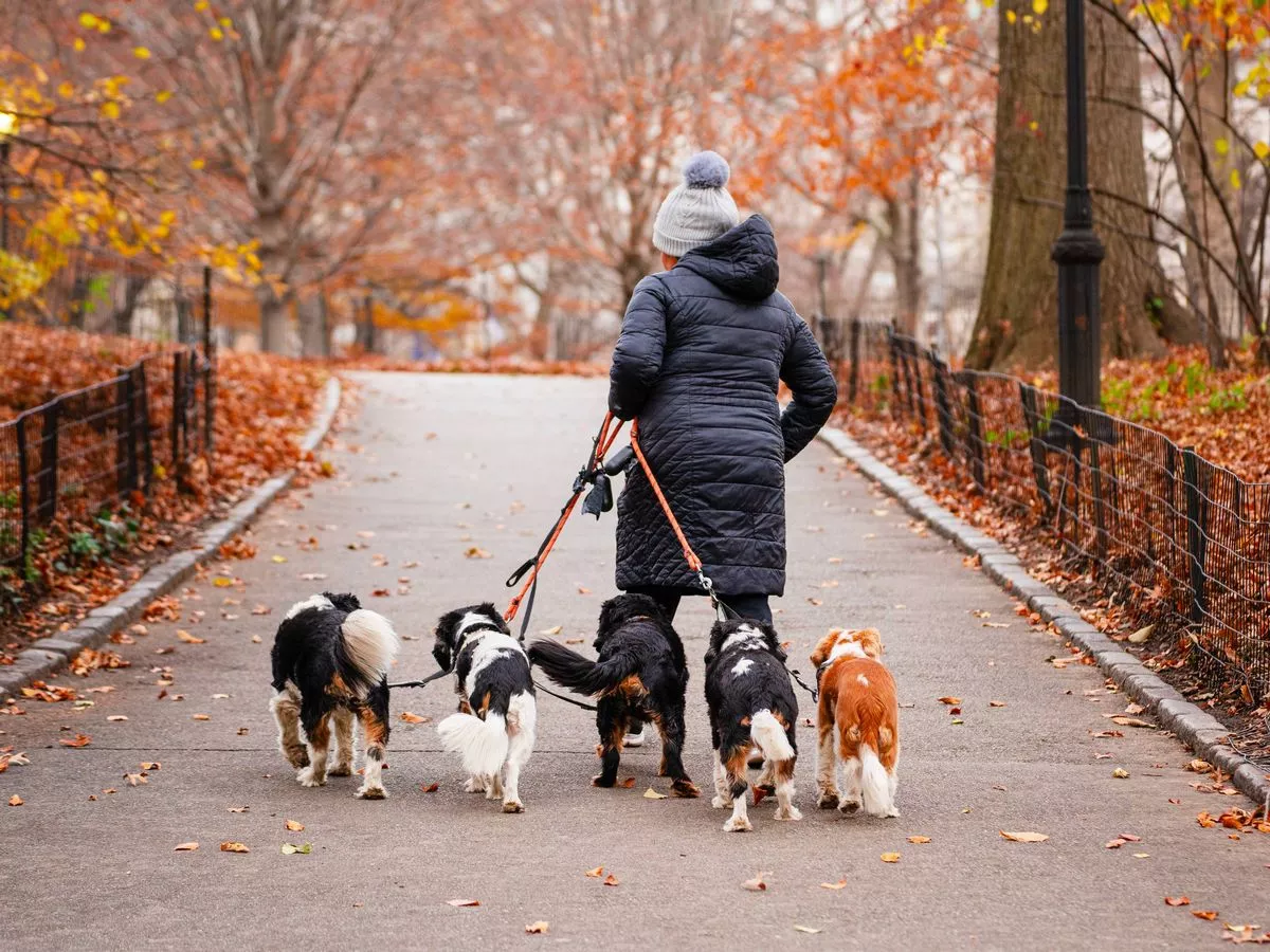 Dog owners issued alert about walking pets at certain time of day