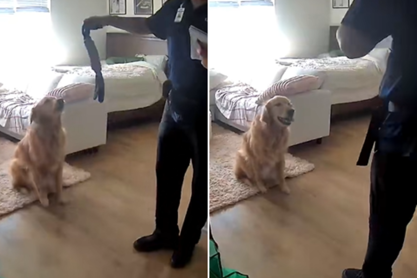 Pet Cam Captures How Golden Retriever Reacts to &#039;Intruder&#039;