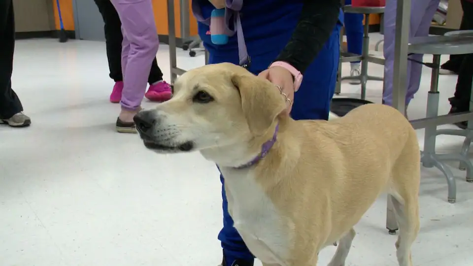 Des chiens donneurs de sang: l'initiative méconnue qui sauve des vies