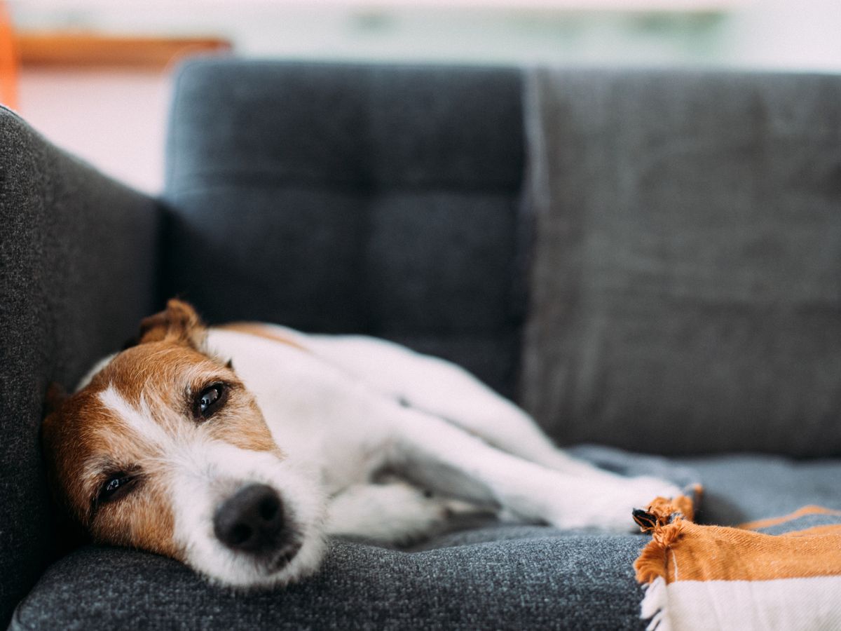 Woman issues tragic warning to all dog owners after puppy dies in intensive care