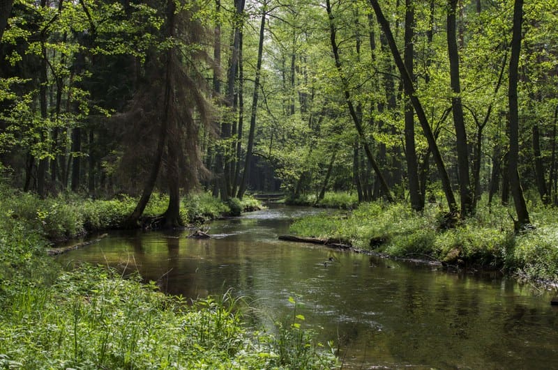 How to make European forests resilient to wildfires by working with nature | Press releases