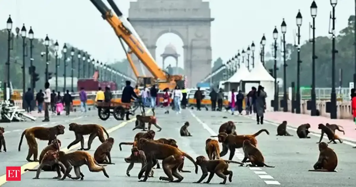 Environment Ministry restores special protection level to Rhesus Macaque