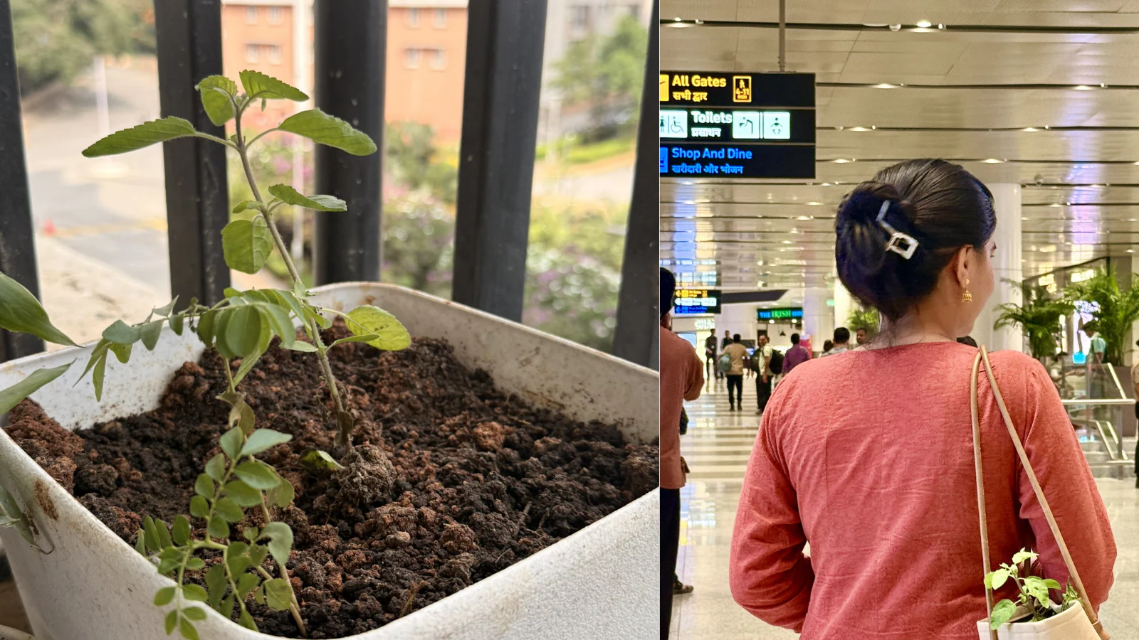Can You Carry A Tulsi Plant On A Flight? This X Post Sparks Searches — What Airports Allow And Ban