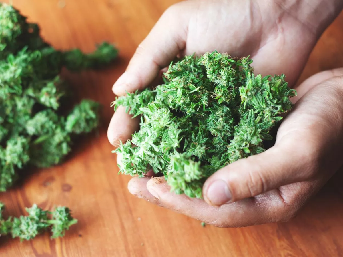 Cannabis could revive our economy as we face 'huge opportunity', drug chiefs say