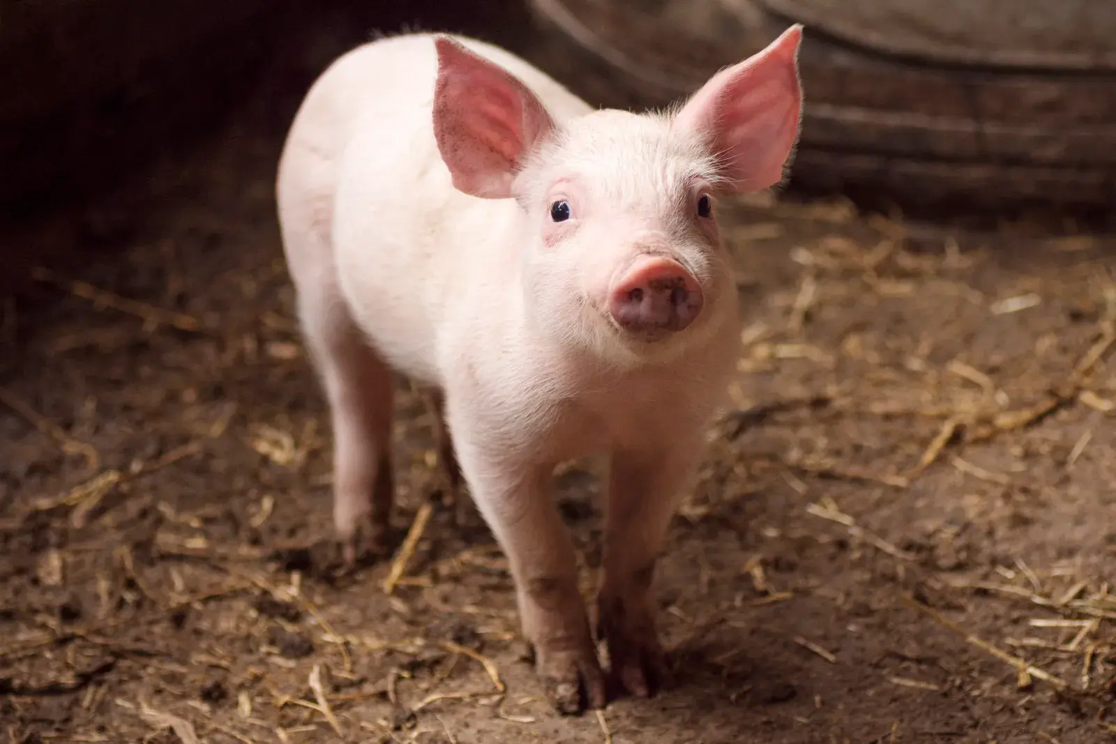 Piglet Struggles To Survive on Farm, Dog Steps Up To Become New Mom
