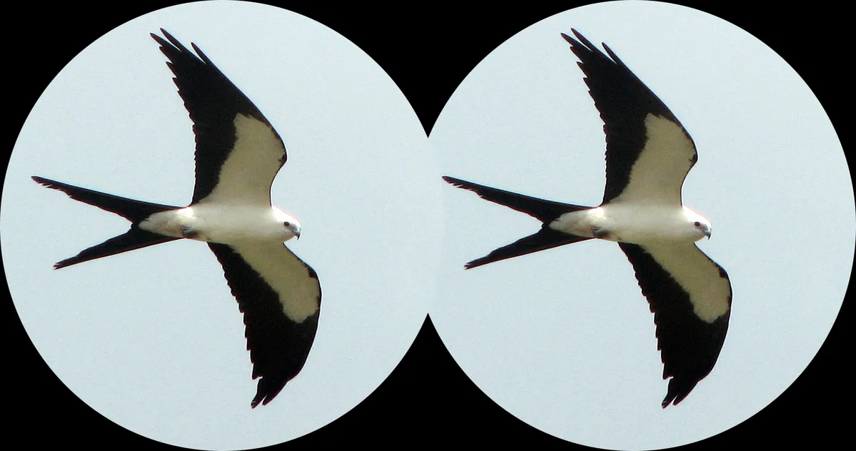 Swarovski’s new AI binoculars can identify 9,000 bird species